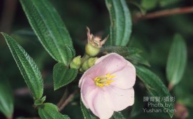 Melastoma scaberrima 闊葉野牡丹