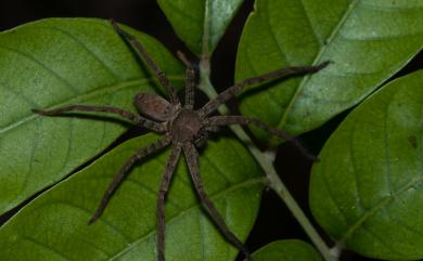 Heteropoda venatoria (Linnaeus, 1767) 白額高腳蛛