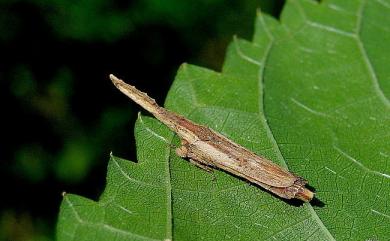 Nacolus tuberculatus (Walker, 1858) 槳頭葉蟬