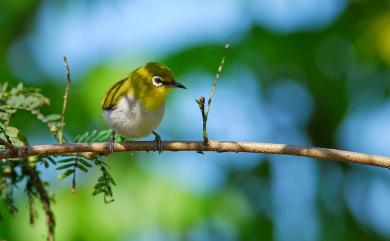 Zosterops japonicus Temminck & Schlegel, 1847 日菲繡眼