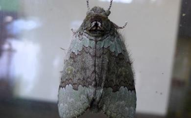 Netria viridescens continentalis Schintlmeister, 2006 小梭舟蛾