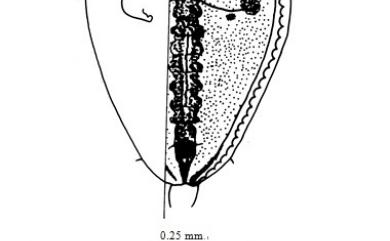 Aleuroclava psidii Singh, 1931 番石榴白棒粉蝨