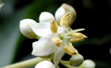 Ardisia sieboldii Miq. 樹杞