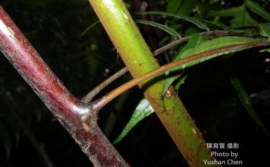 Alsophila podophylla Hook. 鬼桫欏