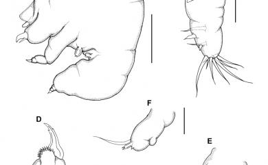 Acanthochondria eptatreti Cheng, Luo, Dai & Shih, 2014 盲鰻刺魚蚤