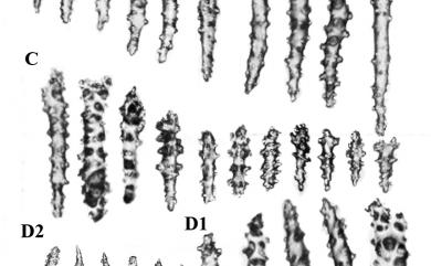 Sarcophyton elegans Moser, 1919 優雅肉質軟珊瑚