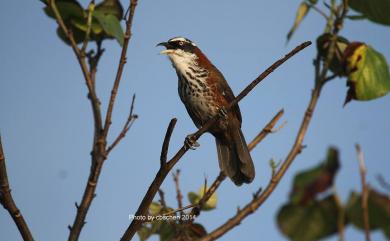 Pomatorhinus musicus Swinhoe, 1859 小彎嘴