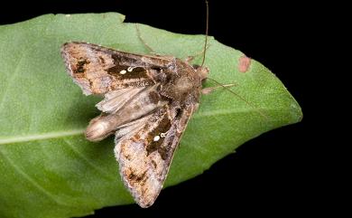 Ctenoplusia agnata (Staudinger, 1892) 銀紋梳夜蛾