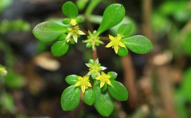 Sedum actinocarpum 星果佛甲草