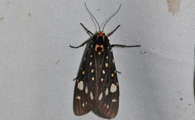 Aglaomorpha histrio formosana (Miyake, 1907) 大麗燈蛾