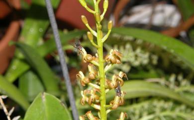 Blepharoglossum grossum 恆春羊耳蒜