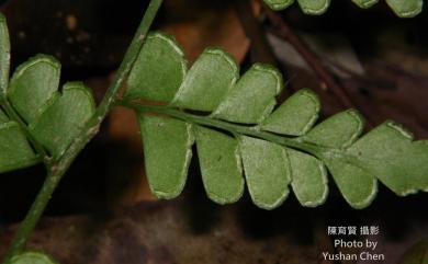 Lindsaea javanensis 爪哇鱗始蕨