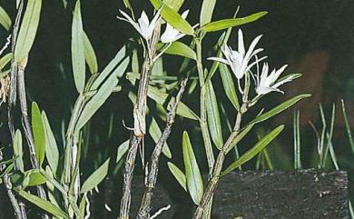 Dendrobium moniliforme 石斛