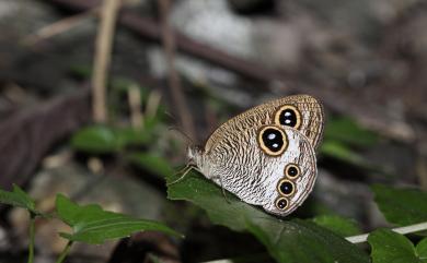 Ypthima praenubila neobilia Murayama, 1980 巨波眼蝶(中臺灣亞種)
