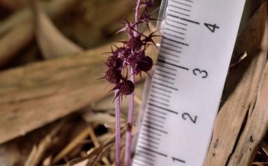 Sciaphila secundiflora Thwaites ex Benth. 錫蘭霉草
