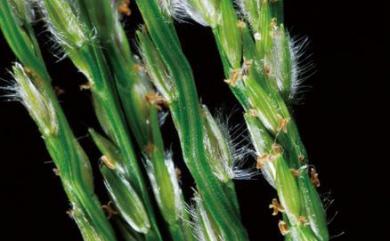 Digitaria heterantha (Hook.f.) Merr. 粗穗馬唐