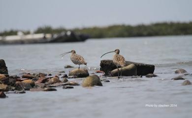 Numenius madagascariensis (Linnaeus, 1766) 黦鷸