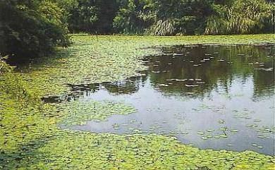 Nuphar pumila (Timm) DC. 臺灣萍蓬草