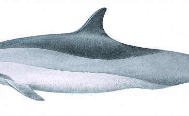 Stenella longirostris (Gray, 1828) 長吻飛旋海豚