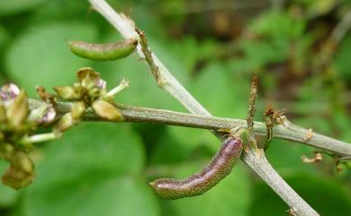 Indigofera suffruticosa 野木藍