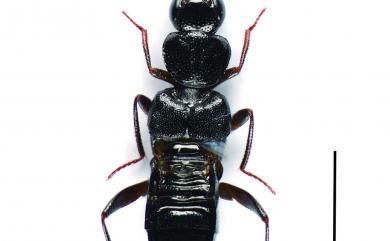 Creochara brevipennis (Bernhauer, 1903)