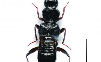 Creochara brevipennis (Bernhauer, 1903)