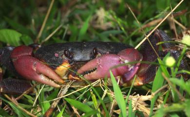 Gecarcoidea lalandii H. Milne Edwards, 1837 紫地蟹