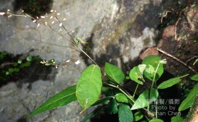 Hylodesmum laterale (Schindl.) H.Ohashi & R.R.Mill 琉球山螞蝗