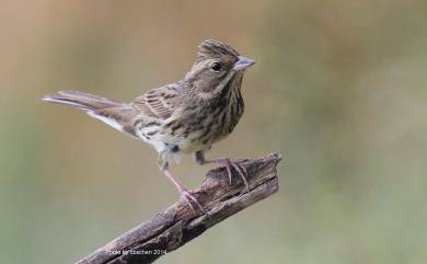 Emberiza tristrami Swinhoe, 1870 白眉鵐