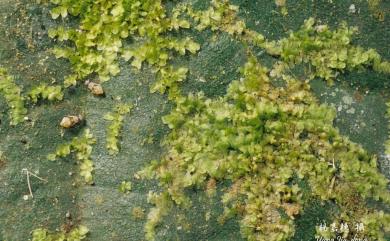 Cololejeunea planissima 粗齒疣鱗蘚