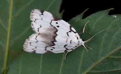 Eugoa sinuata Wileman, 1914 三角斑良苔蛾