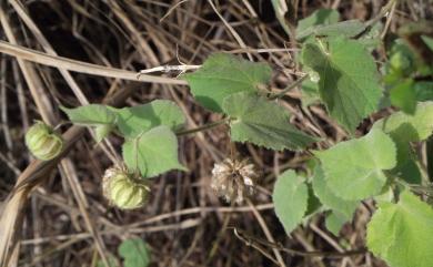 Abutilon crispum 泡果莔