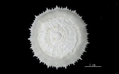 Stephanocyathus regius Cairns & Zibrowius, 1997 盤形冠杯珊瑚