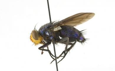Silbomyia cyanea (Matsumura, 1916) 藍獅液蠅