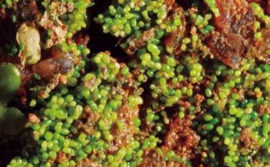 Spirodela polyrhiza (L.) Schleid. 水萍
