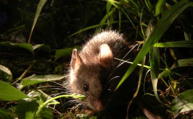 Niviventer culturatus (Thomas, 1917) 高山白腹鼠