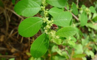 Flueggea virosa 密花白飯樹