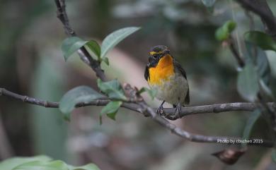 Ficedula narcissina (Temminck, 1835) 黃眉黃鶲