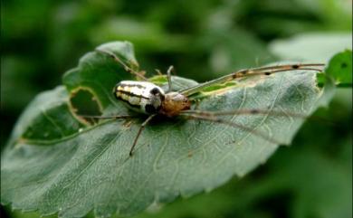 Leucauge blanda L.Koch, 1878 肩斑銀腹蛛