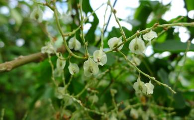 Fallopia multiflora 臺灣何首烏