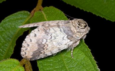 Disparia nigrofasciata Wileman, 1910 高山迴舟蛾