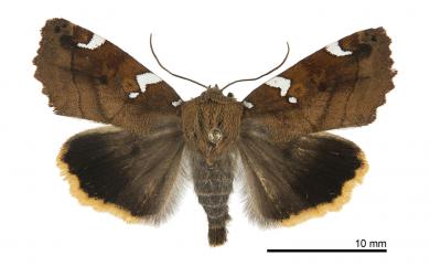 Cosmia restituta restituta Walker, 1857 白斑迴兜夜蛾