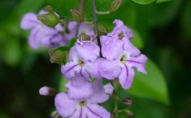 Duranta repens 蕾絲金露花