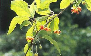 Schisandra arisanensis Hayata 阿里山五味子