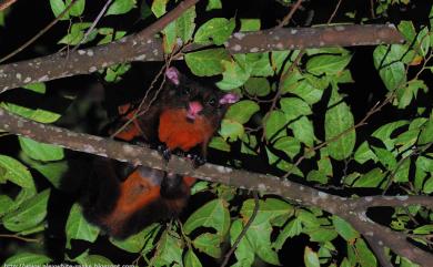 Petaurista philippensis grandis (Elliot, 1839) 大赤鼯鼠