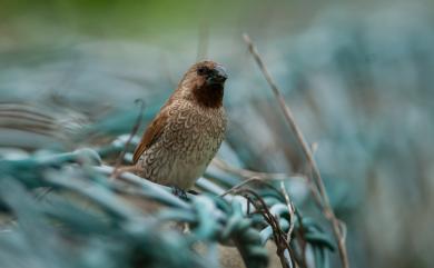 Lonchura punctulata topela (Swinhoe, 1863) 斑文鳥
