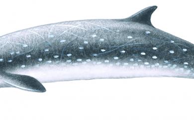 Mesoplodon densirostris Blainville, 1817 柏氏中喙鯨