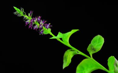 Veronicastrum loshanense Tien T.Chen & F.S.Chou 羅山腹水草