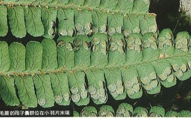 Dryopteris apiciflora 頂囊擬鱗毛蕨