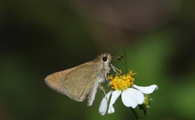 Pseudoborbo bevani (Moore, 1878) 假禾弄蝶